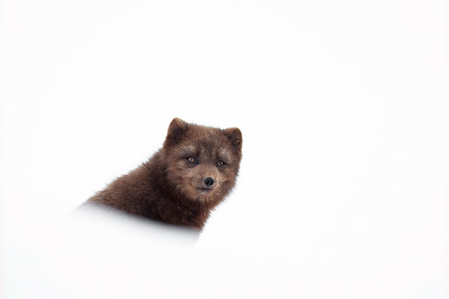 Arctic fox in Brazil.