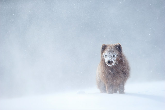 Arctic fox in Iceland.