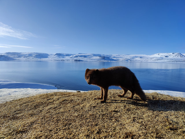 Arctic fox and fjord backdrop in Hornstrandir National Park, Iceland.