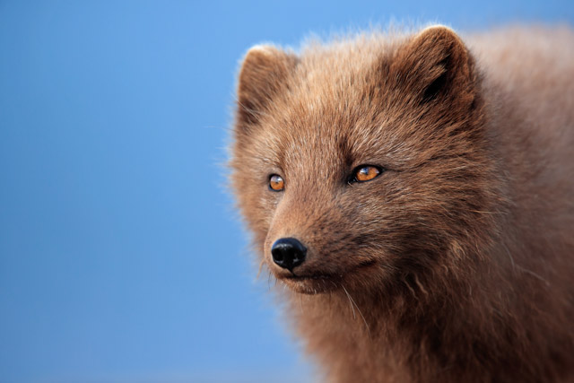 Close up of an Arctic fox in Hornstrandir National Park, Iceland.