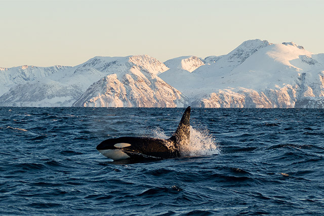 Orca in Norway