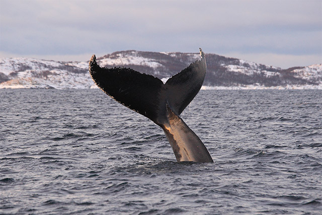 Whale tail in Norway
