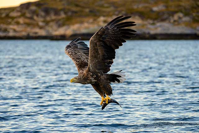 White-tailed eagle in Norway