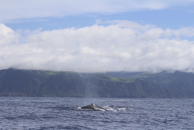 Humpback whale in the Azores.
