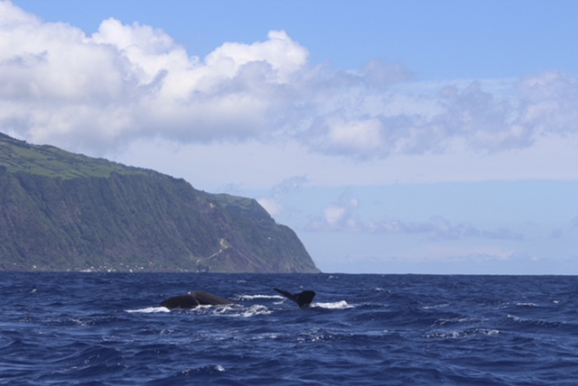 Sperm whale in the Azores.