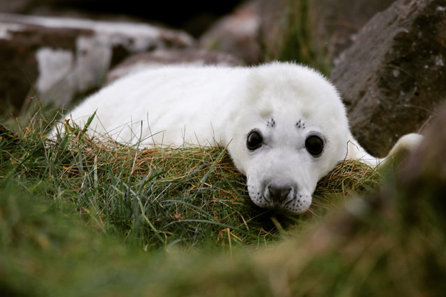 Seal pup on the Isle of Mull, Scotland.