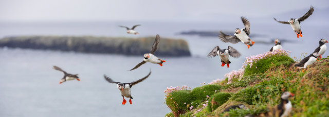 Atlantic puffin on the Treshnish Isles, Scotland.