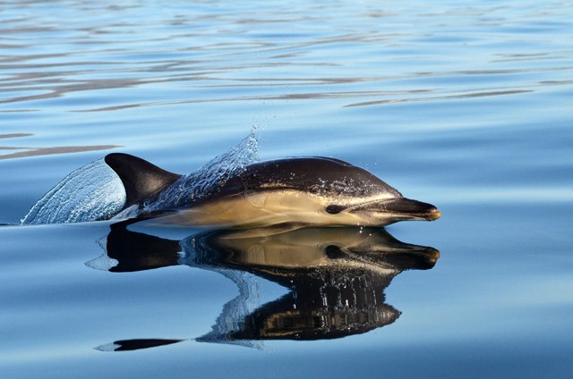 Common dolphin near the Isle of Skye, Scotland