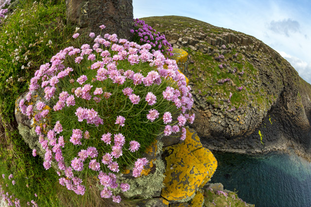 Thrift on the Isle of Staffa, Scotland.