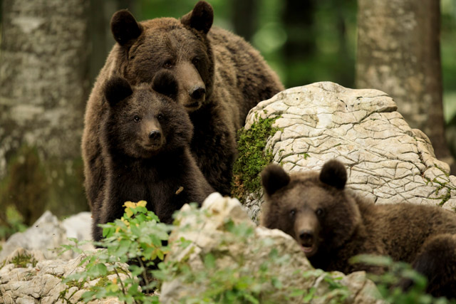 Brown bear in Slovenia