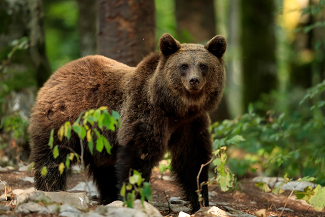 Brown bear in Slovenia