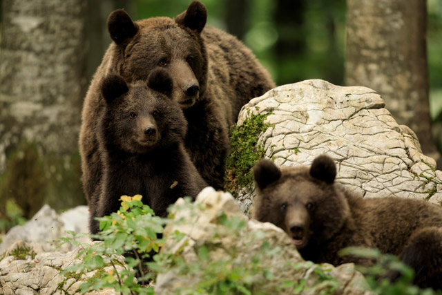Brown bear in Slovenia.