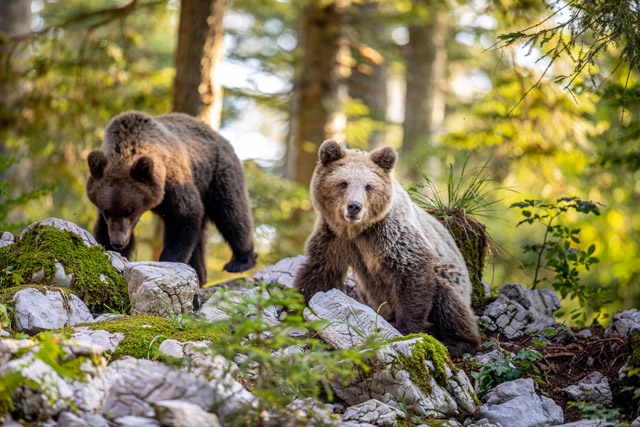 Brown bear in Slovenia.
