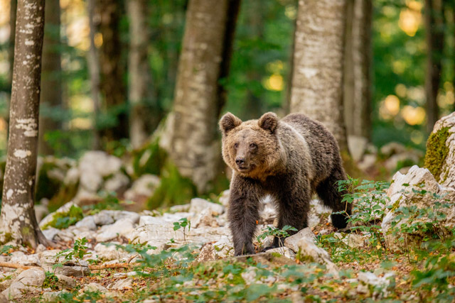 Brown bear in Slovenia.