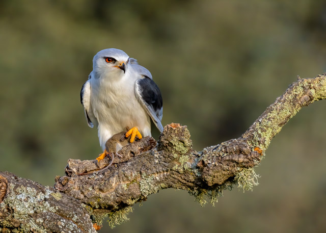 Black-winged kite in Spain