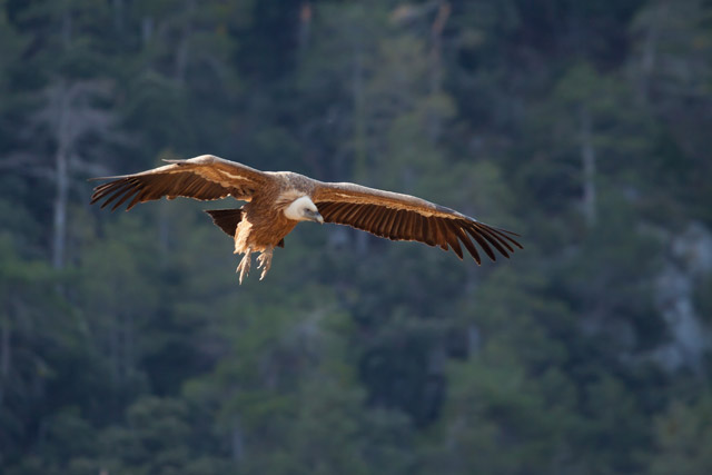 Griffon vulture in Spain