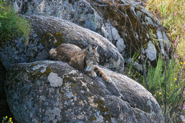 Iberian lynx in Spain