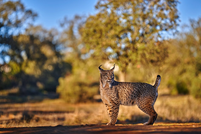 Iberian lynx in Spain