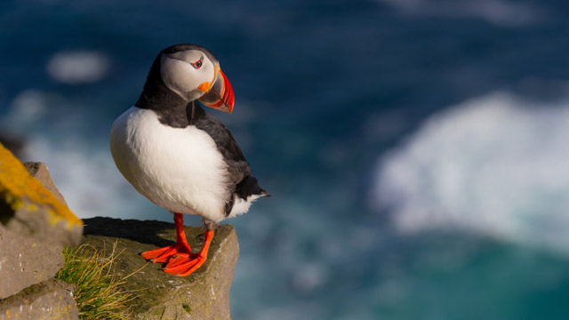 Atlantic puffin