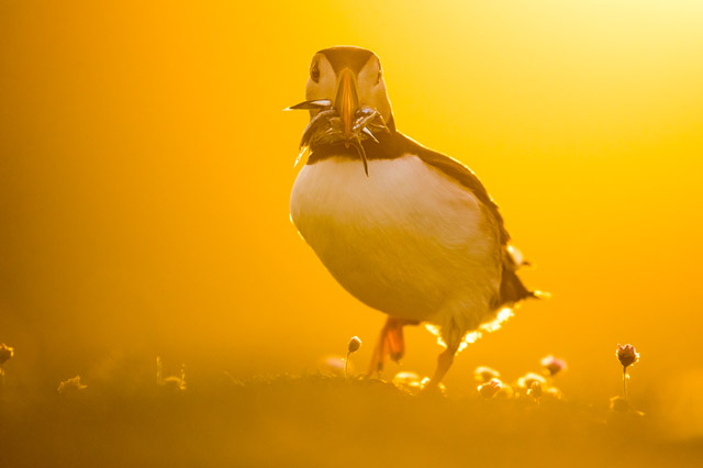 Atlantic puffin in Skomer Island, Wales.