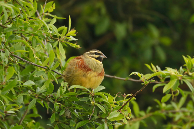 Cirl bunting in Devon, the UK.