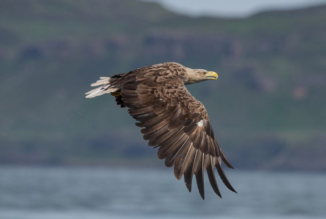 White-tailed eagle on the Isle of Mull, Scotland