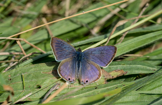 Long-tailed blue butterfly in Sussex.