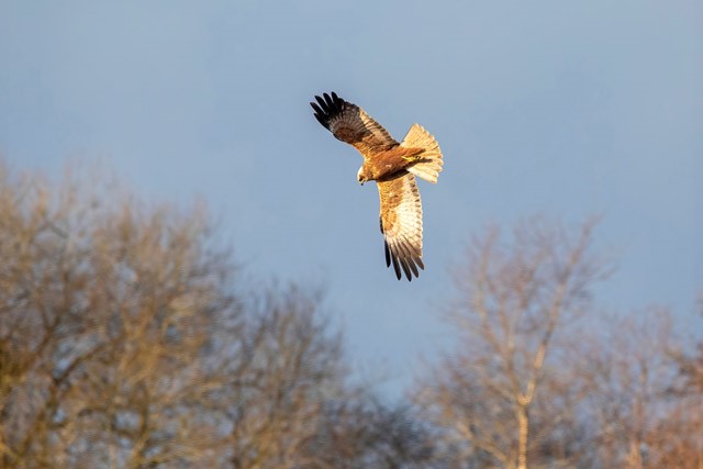 Marsh harrier in flight