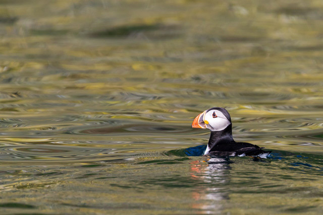 Atlantic puffin in Isle of Skye, Scotland.