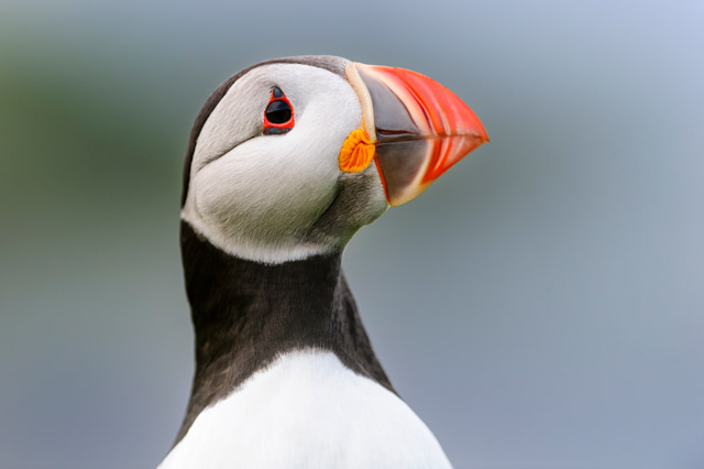 Atlantic puffin in Isle of Mull, Scotland.