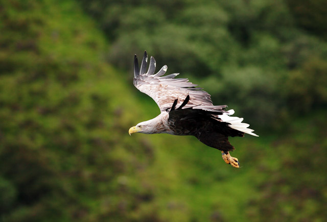 White tailed-eagle in Isle of Skye, Scotland