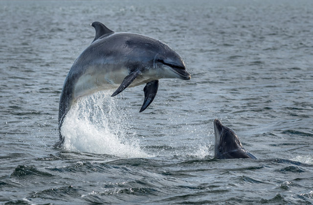 Bottlenose dolphin in Moray Firth, Scotland.
