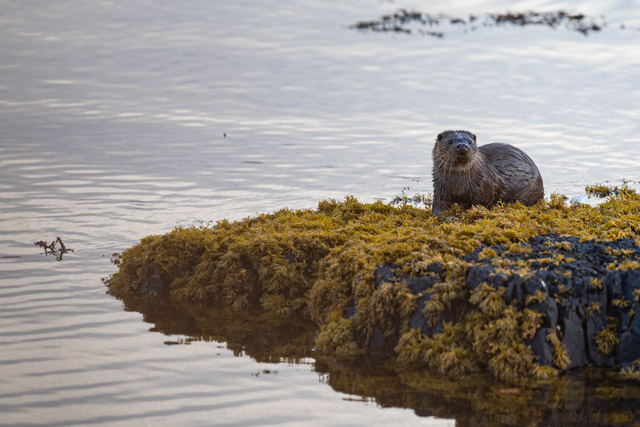 European otter in Scotland.