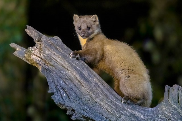 Pine marten in Scotland