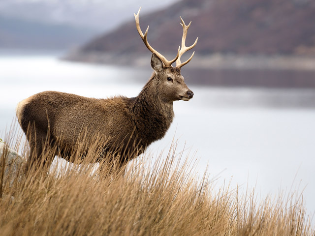 Red deer in Scotland