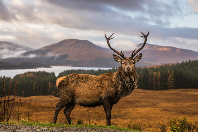 Red deer stag in the Scottish Highlands