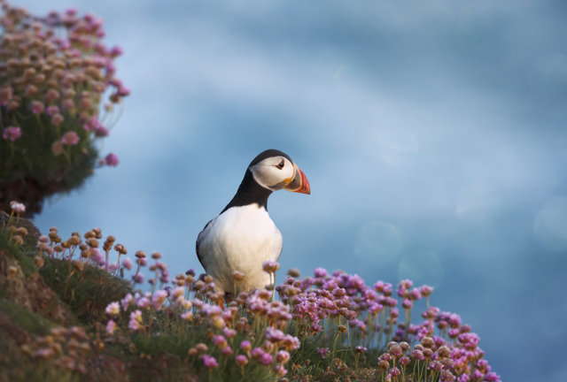 Atlantic puffin in the Shetland Islands, Scotland