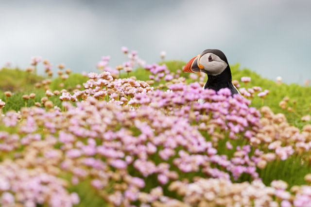 Atlantic puffin in the Shetland Islands, Scotland