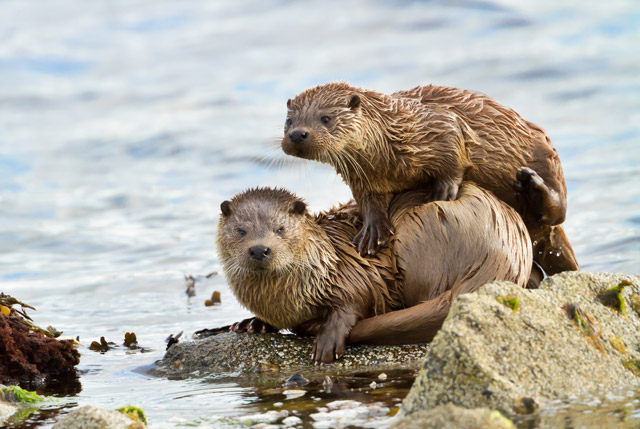 Eurasian otter in the Shetland Islands, Scotland