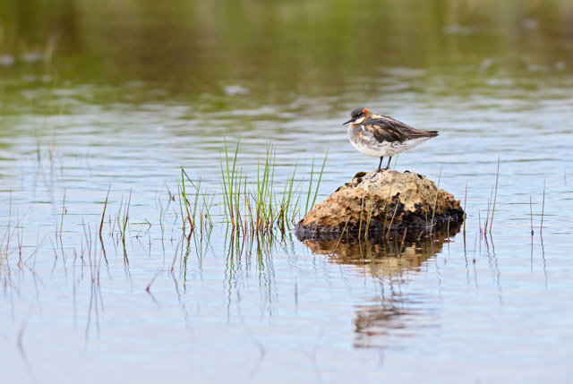 Red-necked phalarope in the Shetland Islands, Scotland