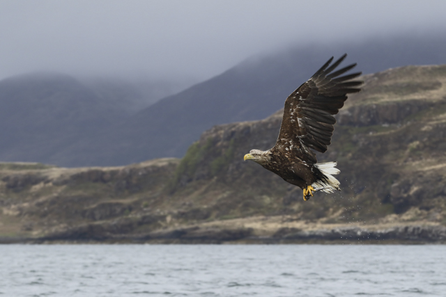 White-tailed eagle in Scotland