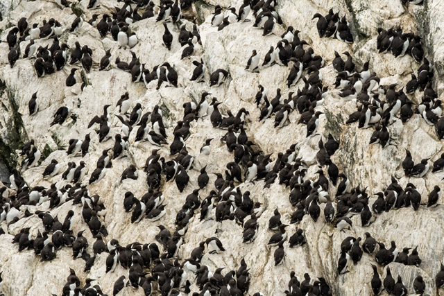 Guillemot colony in the Shetland Islands, Scotland