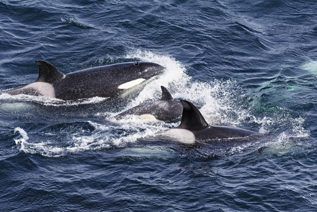 Orcas in the Shetland Islands, Scotland