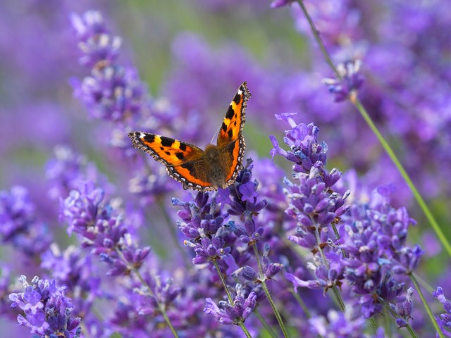 Small tortoiseshell butterfly on lavender