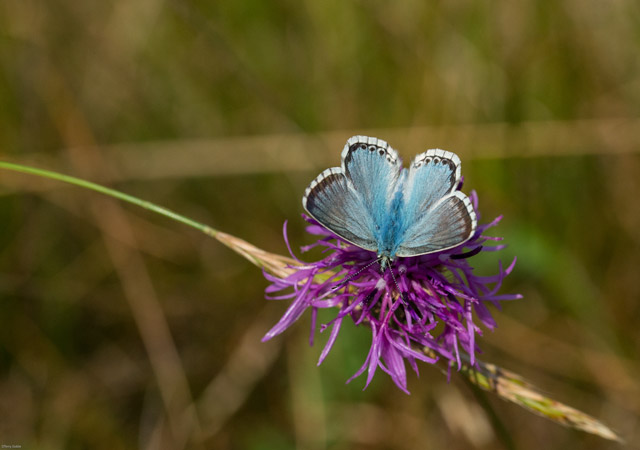 Chalkhill blue butterfly in Sussex