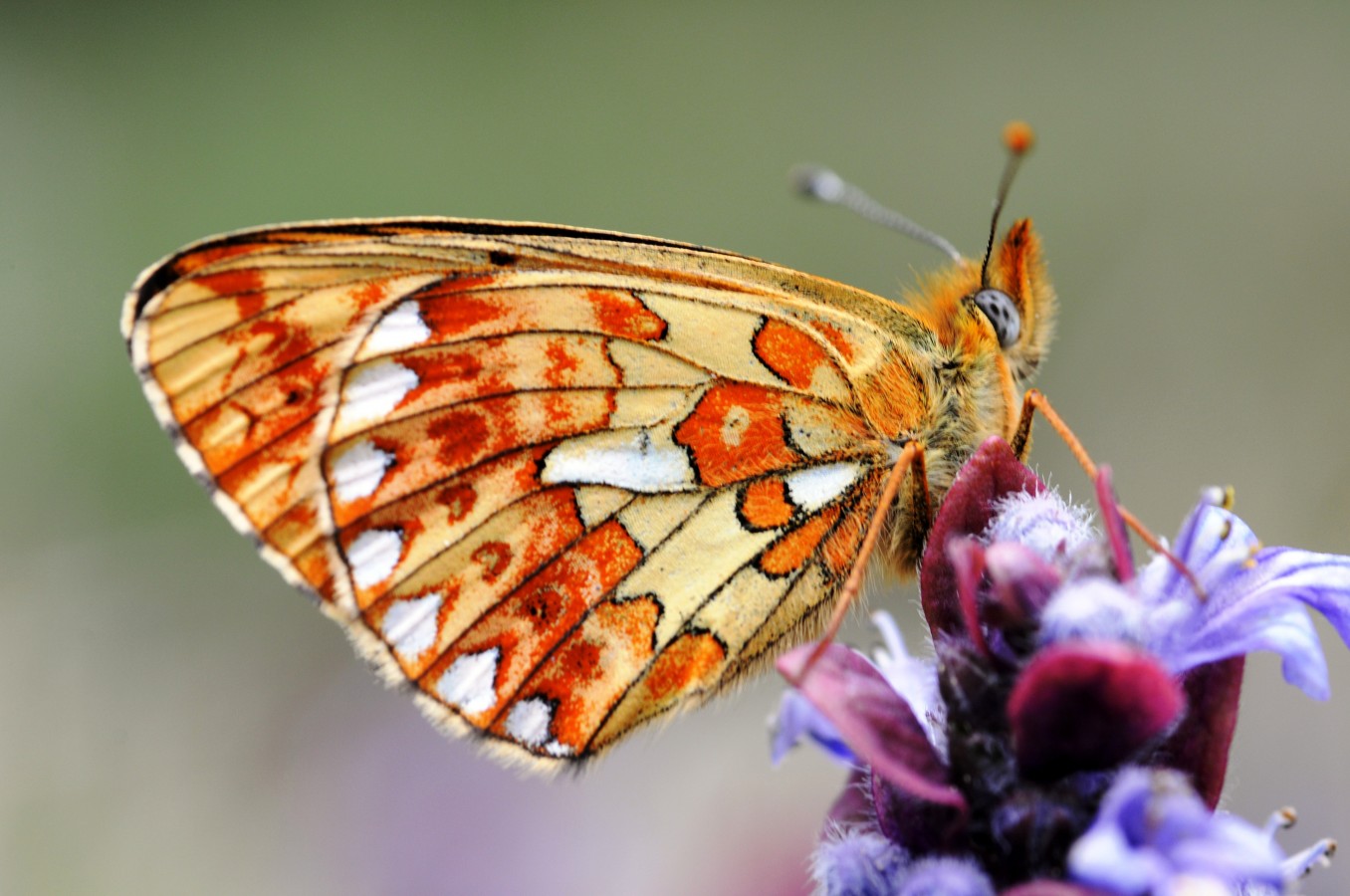 Pearl-bordered fritillary in Sussex.