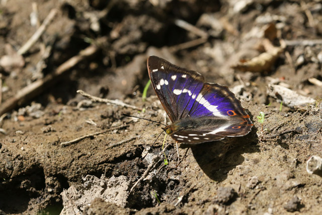 Purple emperor butterfly in Sussex