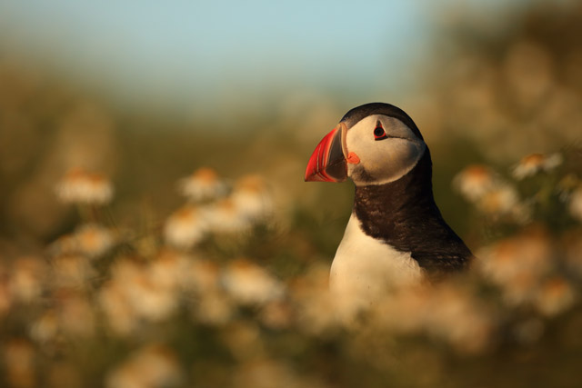 Atlantic puffin in Skomer Island, Wales.
