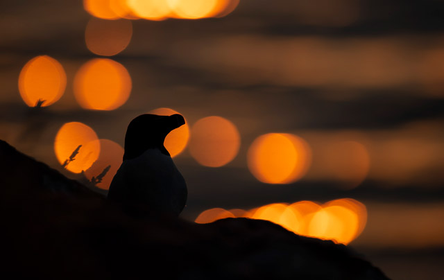 Razorbill in Skomer Island, Wales.