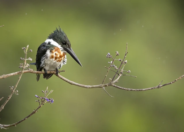 Amazon kingfisher in the Amazon Rainforest.